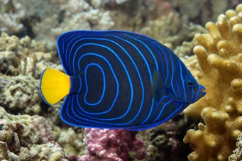Pomacanthus annularis (Csenget)