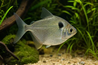 Poptella orbicularis (Karakterlemez)