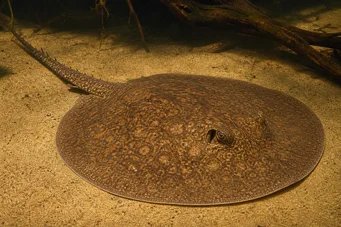 Potamotrygon laticeps (Réie à aiguillon közönség)