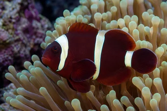 Premnas biaculeatus (Tüskés bohóc)