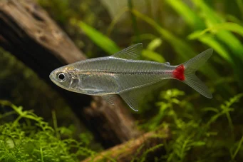 Prionobrama filigera (Piros farkú üveg karakter)