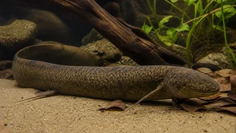 Protopterus annectens annectens Afrikai dipneusta