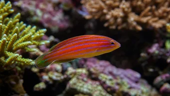 Pseudocheilinus hexataenia (Hat vonalú labrum)