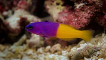 Pseudochromis paccagnellae Vanília-fagyos halak