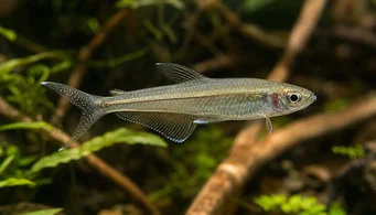 Pseudocorynopoma doriae (Sárkány)