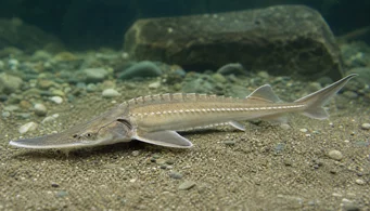 Pseudoscaphirhynchus kaufmanni Kaufmann tok