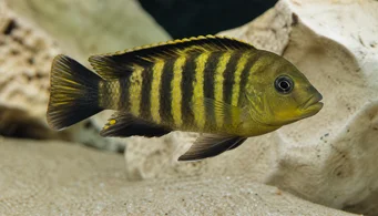 Pseudotropheus crabo (Pseudotropheus kaméleon)