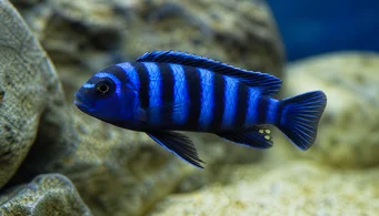 Pseudotropheus demasoni (Pseudotropheus Demasoni)