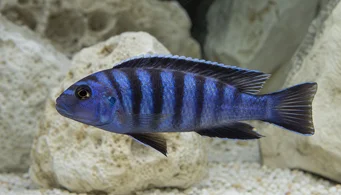 Pseudotropheus elongatus (Hosszúkás cichlid)