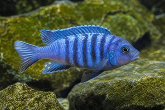 Pseudotropheus tropheops (Sárga)