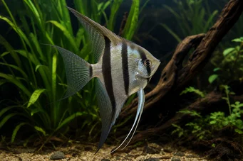 Pterophyllum scalare (Skaláris)