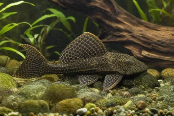Pterygoplichthys anisitsi (Hópleco)