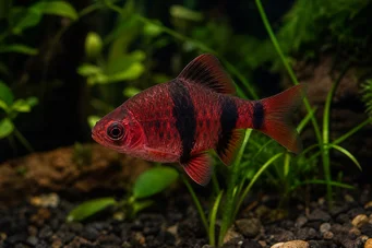 Puntius nigrofasciatus (Vörös fejű szakállú, szakállas nigor)