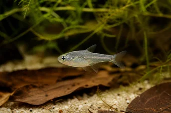 Rachoviscus graciliceps Gracile -karakter