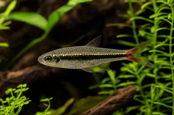 Rasbora borapetensis Piros farkú