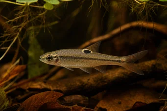 Rasbora dorsiocellata