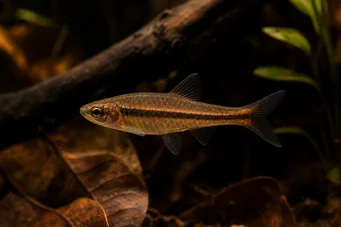 Rasbora kalachroma Rasbora bohóc