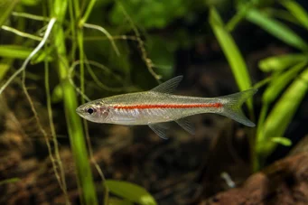 Rasbora pauciperforata (Vörös vonal Rasbora)