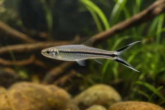 Rasbora trilineata Rasbora olló