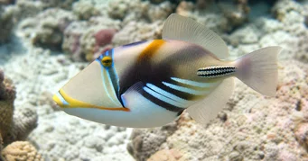 Rhinecanthus aculeatus (Ballista-picasso)