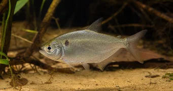 Roeboides caucae