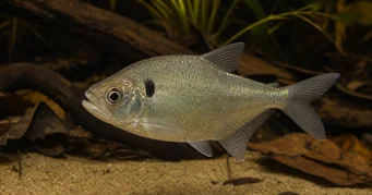 Roeboides descalvadensis Hunchback, fejjel a Descalvado alján