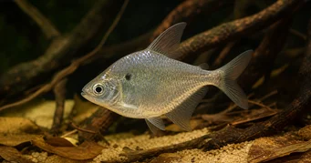 Roeboides meeki (Üveg tetra)