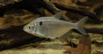 Roeboides paranensis Hunchback, fejjel a Paraguay alján