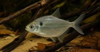Roeboides thurni