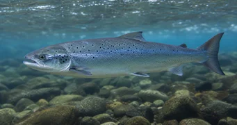Salmo salar (Atlanti lazac)