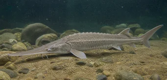Scaphirhynchus platorhynchus (Platform tok)