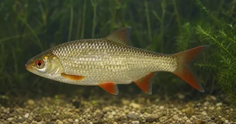 Scardinius erythrophthalmus (Robot)