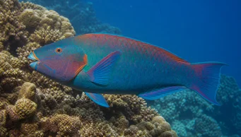 Scarus rubroviolaceus (Rét)