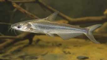 Schilbe intermedius (Ezüst harcsa)
