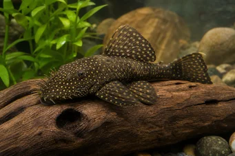 Silure ancistrus (Ősi)