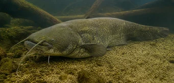 Silurus glanis (Glane harcsa / nagy harcsa)