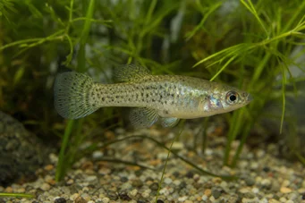 Skiffia francesae x multipunctatus (Skiffia francák x többszósítás)