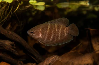 Sphaerichthys osphromenoides Csokoládé gourami