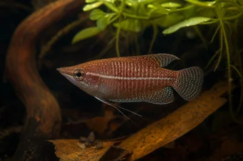 Sphaerichthys vaillanti (Szamuráj Gourami)