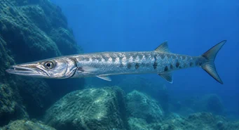 Sphyraena sphyraena (Tengeri csuka)