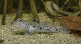 Stigmatogobius sadanundio (Foltos gobie)