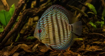 Symphisodon aequifasciata (Zöld diszkusz)