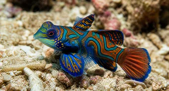 Synchiropus splendidus (Mandarin halak)
