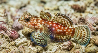 Synchiropus stellatus Csillagmandarin halak