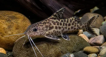 Synodontis contractus (Synodontis összehúzódások)