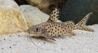 Synodontis multipunctatus (Foltos szinodont)