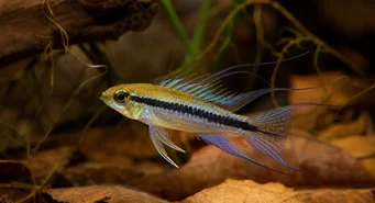 Taeniacara candidi Jelölt