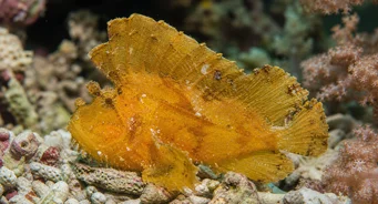 Taenianotus triacanthus (Skorpió levél halak)