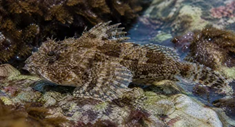 Taurulus bubalis (Tengeri chabot)