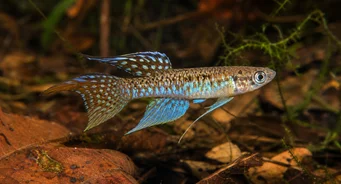 Terranatos dolichopterus Killie-Anange